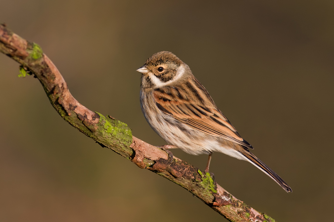 2008 (12) DECEMBER Reed Bunting 